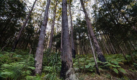 Hastings Forest Way Touring Route - Attractions Brisbane 2