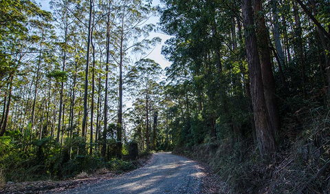 Hastings Forest Way Touring Route - Attractions Brisbane 3