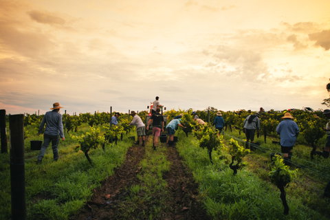 Tyrrells Vineyards - Attractions Brisbane 1