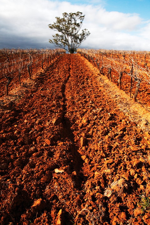 Tyrrells Vineyards - Attractions Brisbane 3