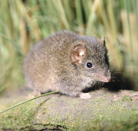 Munmorah State Conservation Area - Attractions Brisbane