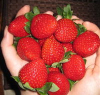 The Strawberry Farm - Attractions Brisbane