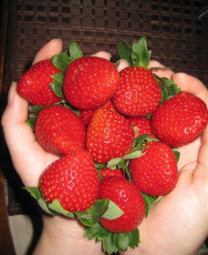 The Strawberry Farm - Attractions Brisbane 0