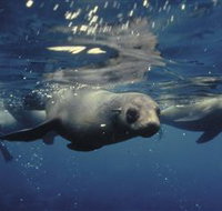 Wilsons Promontory Marine National Park - Attractions Brisbane