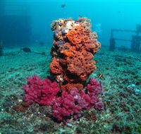 HMAS Brisbane Dive Site - Attractions Brisbane