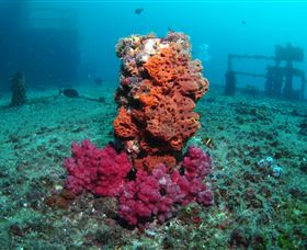 HMAS Brisbane Dive Site - Attractions Brisbane 0