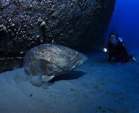 HMAS Brisbane Dive Site - Attractions Brisbane 3