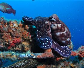 HMAS Brisbane Dive Site - Attractions Brisbane 2