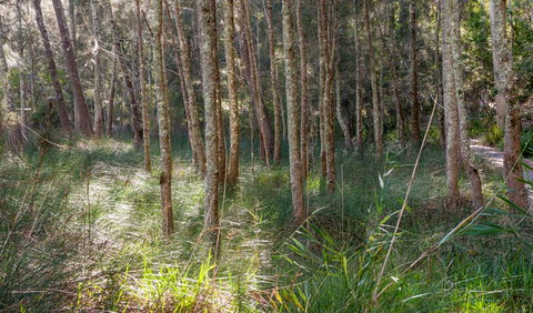 Anabranch Loop Track - Attractions Brisbane 0