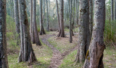 Anabranch Loop Track - Attractions Brisbane 1