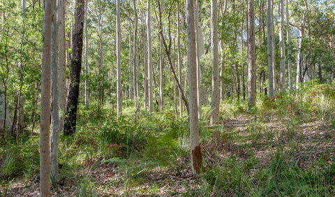 Anabranch Loop Track - Attractions Brisbane 2