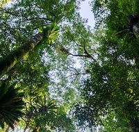Botanic walk - Attractions Brisbane