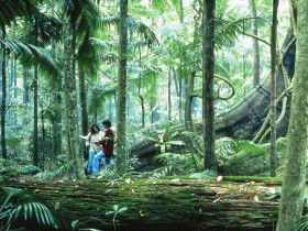 Binna Burra QLD Attractions Brisbane