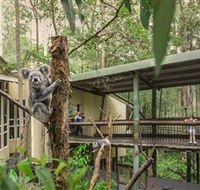 Daisy Hill Koala Centre - Attractions Brisbane
