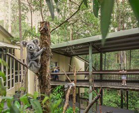 Daisy Hill Koala Centre - Attractions Brisbane 0