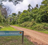 Antarctic Beech picnic area - Attractions Brisbane