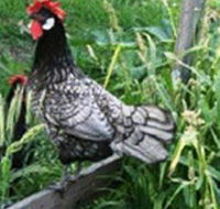 Merry Maidens Veggies - Attractions Brisbane