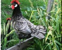 Merry Maidens Veggies