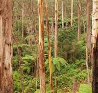 Cycle Mogo State Forest - Attractions Brisbane