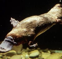Platypus Pool - Attractions Brisbane