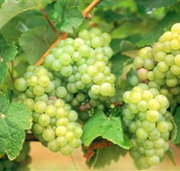 Red Tail Wines - Attractions Brisbane