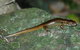 Boorganna Nature Reserve - thumb 1