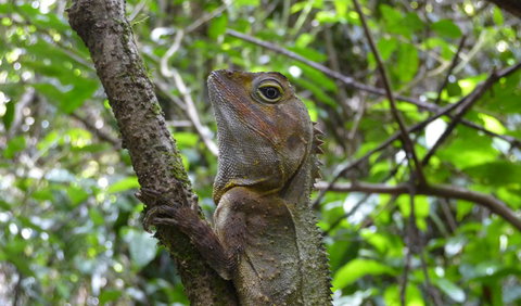 Boorganna Nature Reserve - Attractions Brisbane 3
