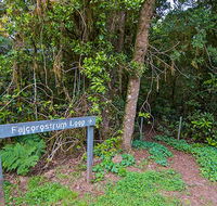 Falcorostrum loop walking track - Attractions Brisbane