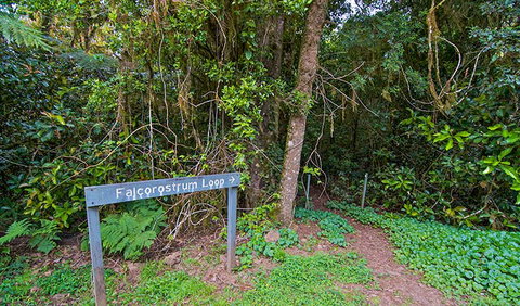 Falcorostrum Loop Walking Track - Attractions Brisbane 0