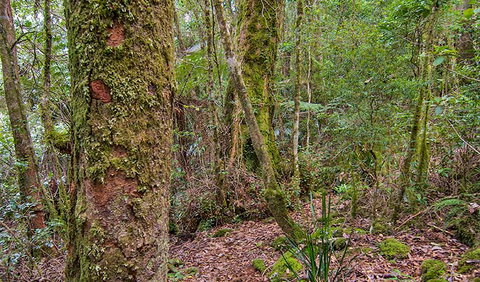 Falcorostrum Loop Walking Track - Attractions Brisbane 2