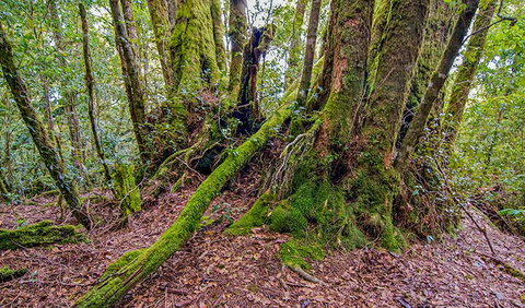 Falcorostrum Loop Walking Track - Attractions Brisbane 3