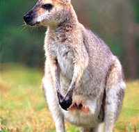 Venman Bushland National Park - Attractions Brisbane