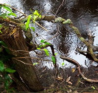 Mogo Bushwalk - Attractions Brisbane