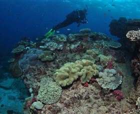 Flinders Reef Dive Site - Attractions Brisbane 2