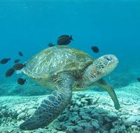 Flinders Reef Dive Site - Attractions Brisbane