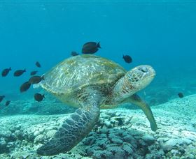 Flinders Reef Dive Site - Attractions Brisbane 0