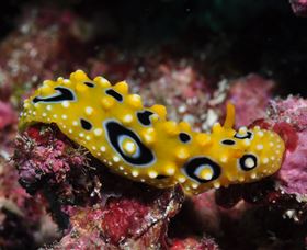 Flinders Reef Dive Site - Attractions Brisbane 1