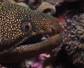 Flinders Reef Dive Site - Attractions Brisbane 3