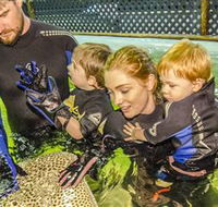 Irukandji Shark and Ray Encounters - Attractions Brisbane