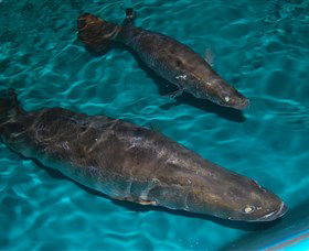 Cookabarra Restaurant And Function Centre - Tailor Made Fish Farms - Attractions Brisbane 7