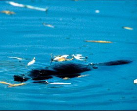 Bombala Platypus Reserve - Attractions Brisbane 2