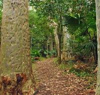 Depot Beach Rainforest walk - Attractions Brisbane