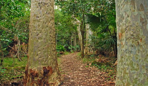 Depot Beach Rainforest Walk - Attractions Brisbane 0