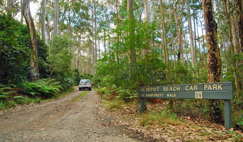 Depot Beach Rainforest Walk - Attractions Brisbane 1