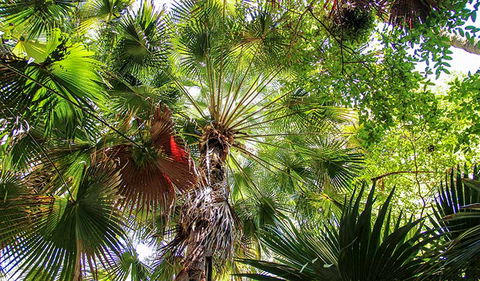 Depot Beach Rainforest Walk - Attractions Brisbane 2