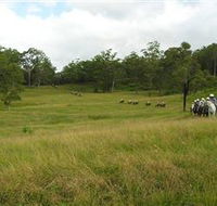 Numinbah Valley Adventure Trails - Attractions Brisbane