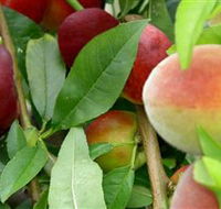 Fruit Salad Tree Company - Attractions Brisbane
