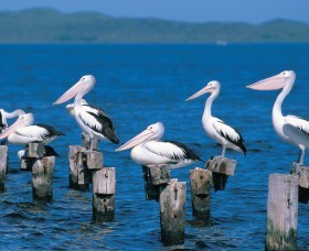 Walpole-Nornalup Inlets - Attractions Brisbane 1