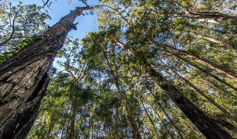Brimbin Nature Reserve - Attractions Brisbane 3