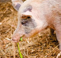 Djanbung Permaculture Gardens - Attractions Brisbane